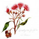 gumtree blossom watercolor