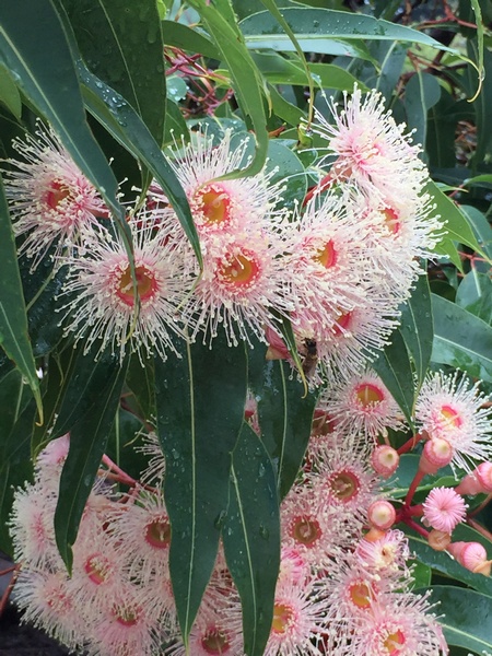 Eucalyptus Pink