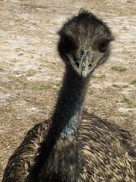 emu curious