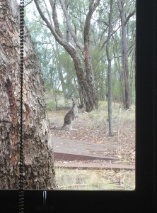 kangaroo peeking