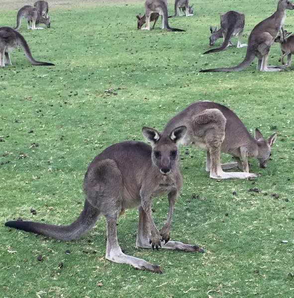 wallabys watching