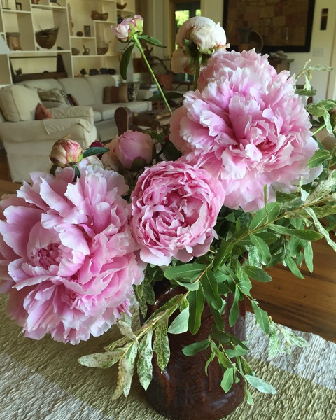 peonies from Andys