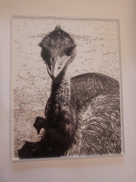 Dry point etching plate of emu