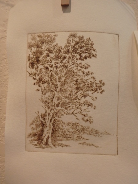 brown gum tree etching