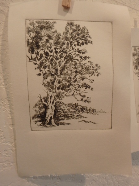 dark gum tree etching
